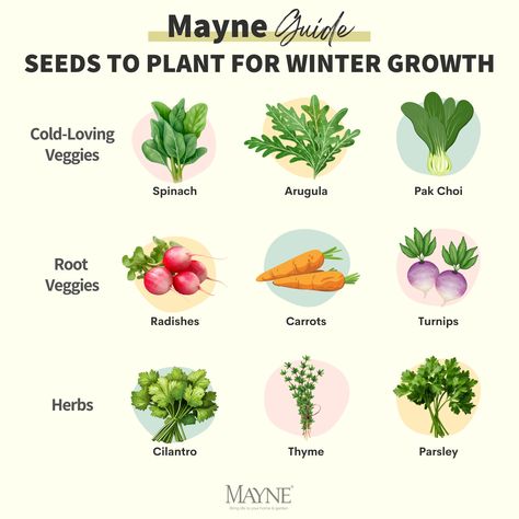 Grow Through Winter: Seeds to Plant for Winter Growth Want to keep your garden going strong through the winter? 🍂❄️ With a 10-inch deep garden bed and a simple greenhouse, you can harvest fresh veggies even in the cold! 🥕🌿 Here’s what to plant this fall: Cold-Loving Veggies: 🥬 Spinach, Arugula, and Pak Choi – These hardy greens thrive in cool temperatures and are perfect for fresh salads, stir-fries, and soups. Root Veggies: 🥕 Radishes, Carrots, and Turnips – These hearty root veggies gro... Winter Crops To Plant, Planting Hacks, Simple Greenhouse, Winter Veggies, Winter Crops, Root Veggies, Pak Choi, Winter Vegetables, Zombie Survival