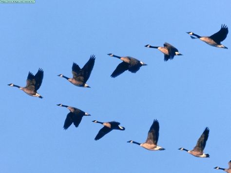 Each year geese are one of the many birds that migrate south in V-shaped flocks.  These flocks imply physical but also imagined boundaries in the sky that create a V-shape space. Beautiful Bird Wallpaper, Bird Migration, Flying V, Flock Of Birds, Bird Wallpaper, Flying Geese, Birds Flying, Bird Species, Teamwork