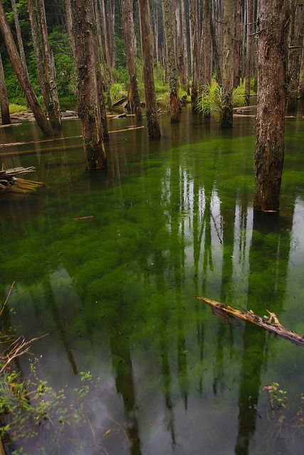 Swamp Underwater, Swamp Green Aesthetic, Water Forest Aesthetic, Beautiful Swamp Aesthetic, Underwater Environment, Underwater Green Aesthetic, Swamp Water, Alam Yang Indah, Underwater World