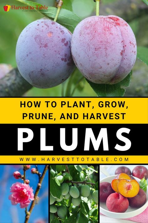 Plum trees come in a wide variety of shapes and sizes. Plums can be found in almost every temperate climate on the planet. Trees come in a variety of sizes, shapes, colors, and flavors. Blue European plums are widely farmed. Red plums are particularly popular in Japan. Small and sour, Native American plums are a delicacy. Gages, which are often green, are a subset of European plums. Damson plums are deep blue and are a subset of European plums. Plum Tree Care, Plum Varieties, Prune Fruit, Fruit Tree Garden, Plum Trees, Pruning Fruit Trees, Orchard Tree, Tree Pruning, Plum Tree