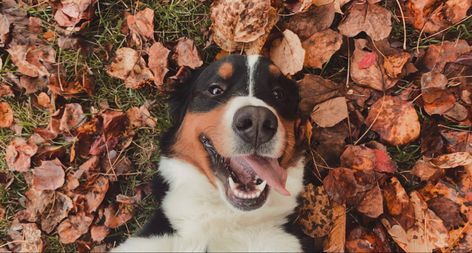 Bernese mountain dog in fall Fall Puppy, September Mood, Computer Background, Computer Backgrounds, Mountain Dog, Bernese Mountain, Bernese Mountain Dog, Mountain Dogs, Puppies