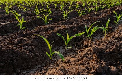 Corn Field, Green Ground, Organic Plant, Natural Nature, Small Farm, Maize, Botany, Fertility, Agriculture