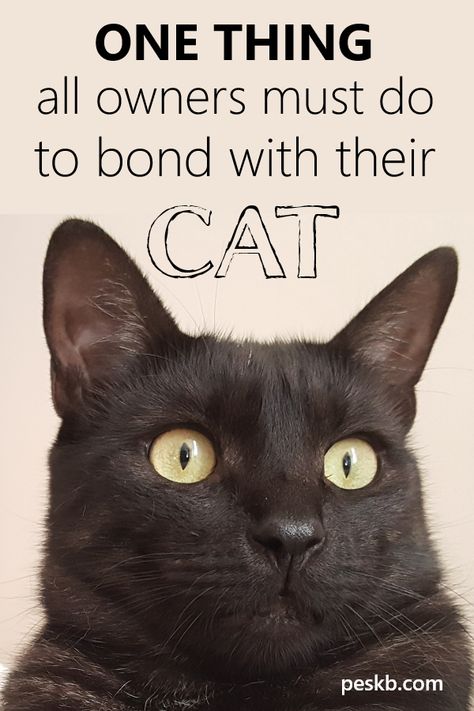 How can you quickly bond with your cat? By doing this one simple thing!  #cats #catcare #catowners #catguide Dogs Paws, Cat Ownership, Cat Attack, Cat Language, Cat Body, Cat Info, Cat Hacks, Kitten Care, Bond Movies