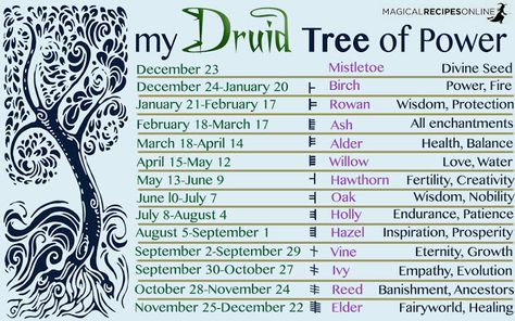 Druid Tree Tattoo, Reed Trees, Celtic Tree Astrology, Magical Trees, Celtic Zodiac, Celtic Druids, Magia Das Ervas, Magical Tree, Celtic Astrology