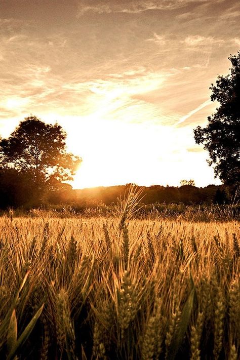 Maybe i'll grow wheat instead of dairy hay. Think about the water, and not nessesary to stress as much-shelby Easy Love Spells, Fields Of Gold, Love Spell That Work, Wheat Fields, Image Hd, Country Life, Farm Life, Sunrise Sunset, Mother Nature