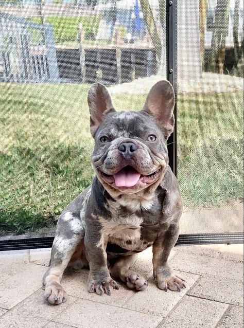 Frenchie Merle, Speckled French Bulldog, Merle Frenchie, Toy French Bulldog, French Bulldog Breeders, Grey French Bulldog, Merle French Bulldog, Baby French Bulldog, French Bulldog Funny