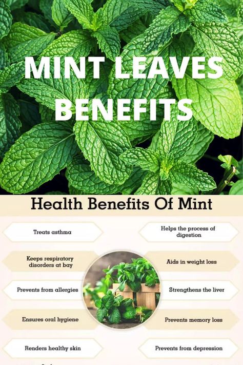 Mint Benefits Health, Mint Leaves Benefits, Mint Benefits, Home Remedies For Bronchitis, Food Health Benefits, Herbal Plants, Essential Oils Herbs, Open Communication, Natural Cough Remedies