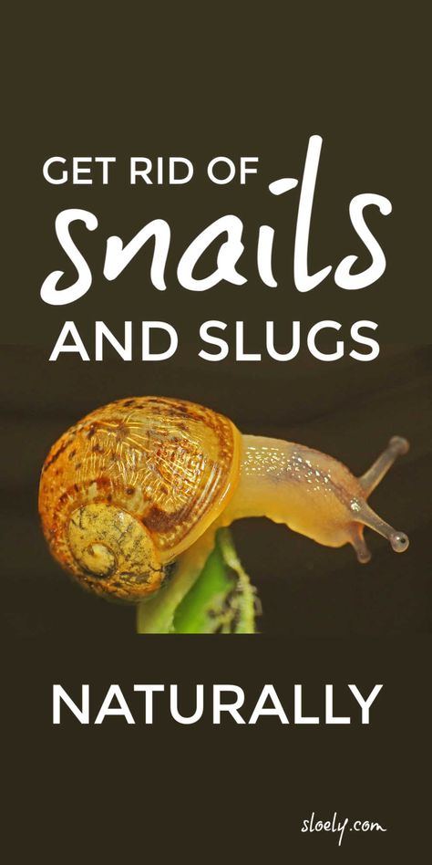 Get rid of slugs and snails in your garden naturally with these natural, wildlife safe, organic gardening tips that will repel slugs and snails from flowers, vegetable plants and hostas. #getridofslugs #slugcontrol #organicgardening #naturalpestcontrol #naturalgardening Natural Snail And Slug Repellent, Snail Repellent Natural, Gardening Gadgets, Blow Dart, Slug Repellant, Getting Rid Of Slugs, Garden Gadgets, Organic Gardening Pest Control, Flower Growing