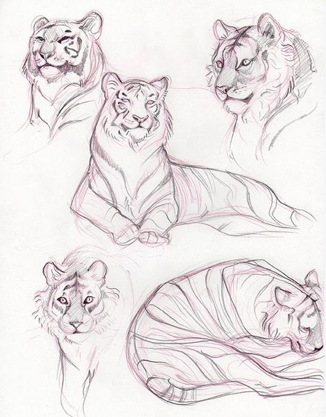 Simple Animals, Willy Pogany, Tiger Sketch, Animal Sketch, Tiger Drawing, Draft Horse, Animal Drawings Sketches, Big Cats Art, Animal Study