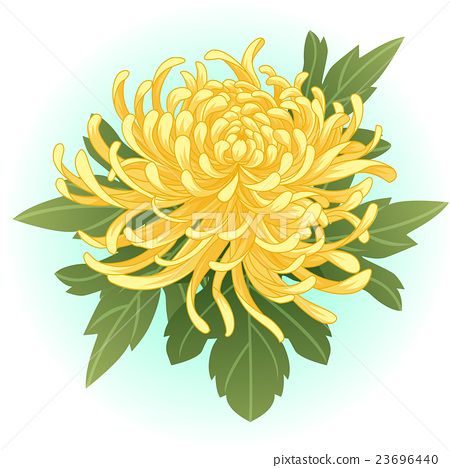 Chrysanthemum Flower Drawing, Chrysanthemum Drawing, Chrysanthemum Leaves, Chrysanthemum Painting, Flower Vector Art, Japanese Chrysanthemum, Yellow Chrysanthemum, Chrysanthemum Tattoo, Easy Flower Painting