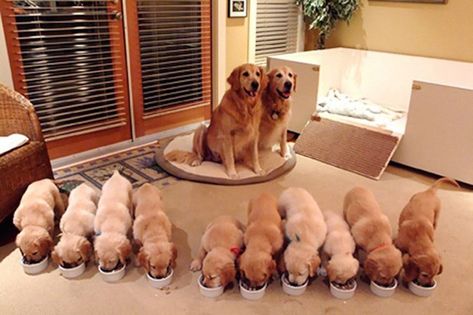 20 Proud Dog Moms Showing Off Their New Puppies - I Can Has Cheezburger? Worlds Cutest Animals, Golden Puppies, Mom Show, Cute Puppy Videos, Puppy Lover, Puppy Breeds, Retriever Puppy, Golden Retrievers, New Puppy