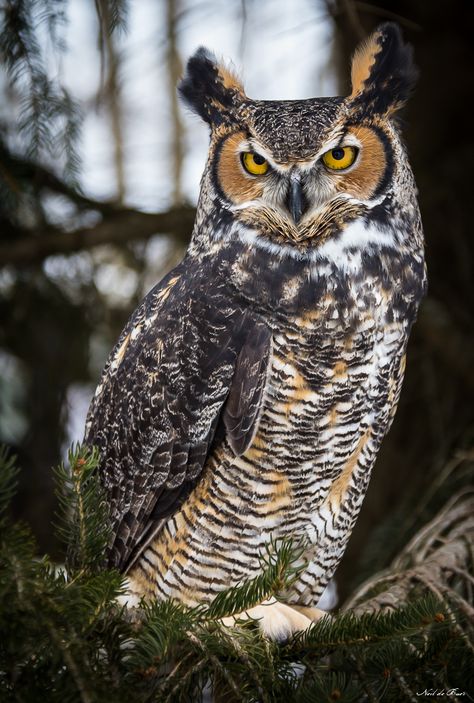 The Great Horned Owl, Great Horned Owl Photography, Owl Habitat, Owl Sounds, Majestic Birds, Aigle Royal, Owl Species, Magic Runes, Owl Photography