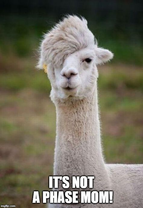 Emo Llama Hair Quotes Funny, Animal Captions, Super Funny Pictures, Happy Birthday Quotes Funny, Funny Pictures With Captions, Funny Scenes, Funny Happy, Funny Animal Memes, Funny Animal Pictures