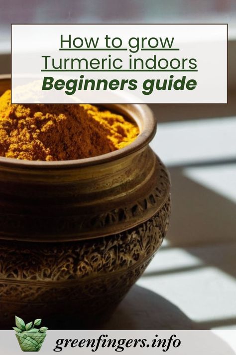 A Beginner's Guide to Growing Turmeric Indoors Growing Turmeric, Grow Turmeric, Turmeric Plant, Glowing Skin Secrets, Turmeric Recipes, Turmeric Face Mask, Turmeric Health Benefits, Face Mask Recipe, Turmeric Benefits