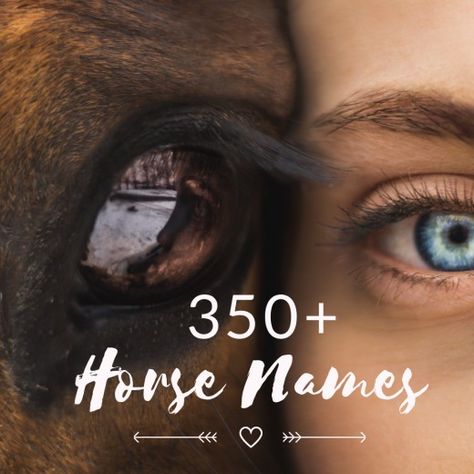 Horse name ideas for your beloved companion.  #horsenames #Ilovehorses #horsenameideas #ponies #horses #stallions #geldings #mares #horsebackriding Horse Name Ideas, Best Horse Names, Cowgirl Room, American Paint, Horse Names, Horse Aesthetic, Most Beautiful Horses, Appaloosa Horses, Horse Owner