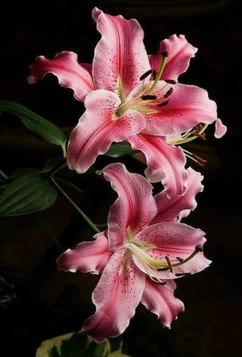 Flower Aesthetic Purple, Lilly Flower Aesthetic, Pink Lilly Flower, Purple Lilly, Lilly Garden, Stargazer Lilly, Lilium Flower, Tree Lily, Lily Wallpaper