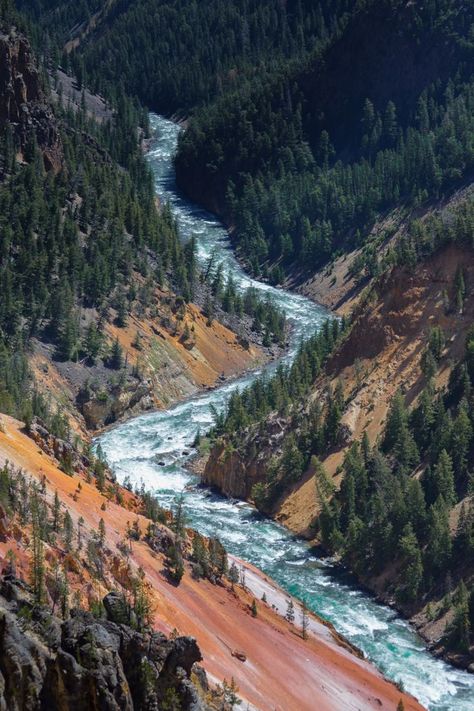 Valley River, Trees Photo, Yellowstone River, Beautiful Scenes, Design 2023, Dungeons Dragons, River Valley, Gods Creation, Pine Trees