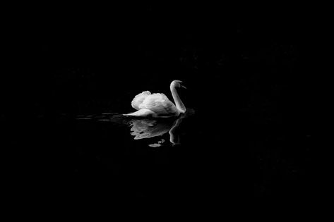 Why did Tchaikovsky write Swan Lake? Black Swan Desktop Wallpaper, Swan Desktop Wallpaper, Color Black Meaning, Black Meaning, Ballet Swan Lake, Barbie Swan Lake, The Color Black, Tertiary Color, Billy Elliot