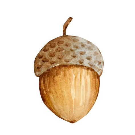 Acorn Watercolor, Acorn Illustration, Acorn Image, Acorn Painting, Watercolor Thanksgiving, Tattoo Van, Gourd Art, Watercolor Artwork, Transparent Png