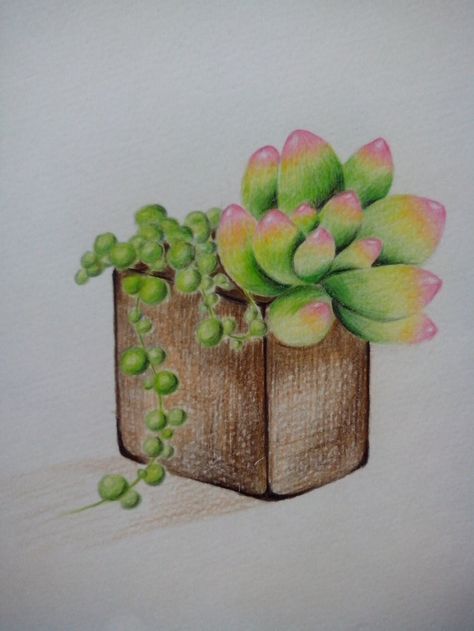 Succulent Sketches, Succulent Drawing, Succulents Drawing, Plant Sketches, Cactus Drawing, Transparent Watercolor, Gcse Art Sketchbook, Watercolor Succulents, Succulent Art