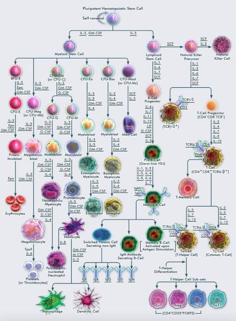 Konversi Satuan, Medical Laboratory Technician, Clinical Chemistry, Medical Laboratory Scientist, Cord Blood Banking, Medical Laboratory Science, Biology Lessons, Medical School Studying, Human Anatomy And Physiology