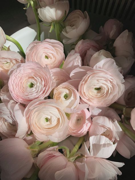 Ranunculus Bouquet Aesthetic, Pink Garden Rose Bouquet, Light Pink Aesthetic Wedding, Ranculus Flowers Bouquet, Light Pink Floral Arrangements, Light Pink Flowers Aesthetic, Ranuncula Bouquet, Runuculous Flower, Ranculus Flowers