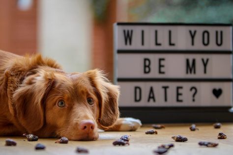 5 Romantic At-Home Date Ideas- super easy and sweet Best Pick Up Lines, Funniest Valentines Cards, Cute Dog Pictures, Dog Breeder, Dog Images, Love Pet, Funny Valentine, Training Your Dog, Puppies For Sale