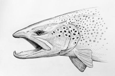 How To Draw A Trout, Trout Drawing, Brown Trout Tattoo, Trout Sketch, Trout Pencil Drawing, Brook Trout Drawing, Rainbow Trout Line Drawing, Brown Trout Drawing, Trout Tattoo