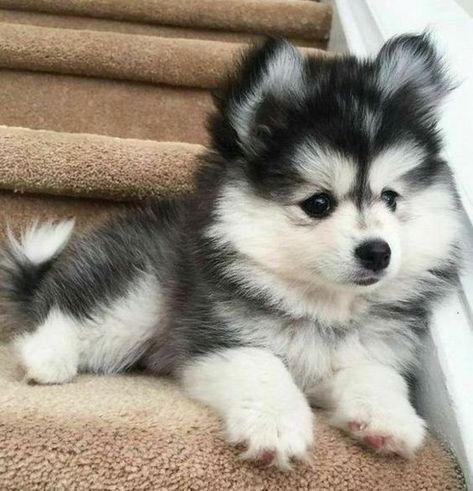 Cute Doggies, Cute Animals Puppies, Very Cute Dogs, Alaskan Malamute, Cute Animal Photos, Animal Photos, Little Animals, Cute Little Animals, Dogs Puppies