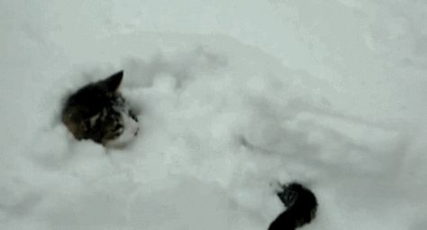 How... Snow Gif, Snow Dogs, Funny Cat Videos, Cat Gif, Cat Photo, Animal Gifs, The Snow, Funny Cute, A Cat