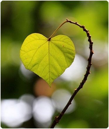 Tweet This Post Heart In Nature, Clean Heart, I Love Heart, Airbrush Art, With All My Heart, Happy Heart, Foto Inspiration, Heart Art, Nature Beauty