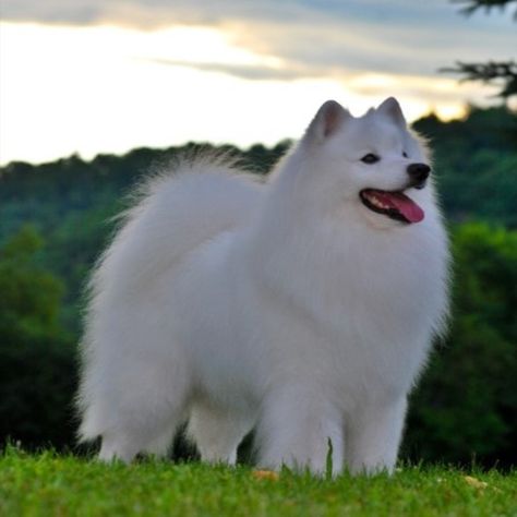 cute dog, cute dog and puppies, cute dog wallpaper, cute dog pic, cute dogs, cute dog breeds, cute dog wallpaper aesthetic, cute dog aesthetic, cute dog golden, cute and funny dogs,samoyed puppy,American Eskimo Dog, #eskimo #eskie #americaneskimo #dogsofinstagram #spitz #puppy #dog #eskim #inuit #sorvete #a #icefishing #picole #sorvetes #puppylove #alaska #verao #dogs #husky #americaneskimodog #fishing #eskiesofinstagram #puppiesofinstagram #dogstagram #love #doglover #eskimodog #creme American Inuit Dog, American Eskie Dog, Tattoo Ideas Dog, Dogs Samoyed, Alaskan Dog, Spitz Puppy, Dogs Husky, Dog Tattoo Ideas, Every Dog Breed