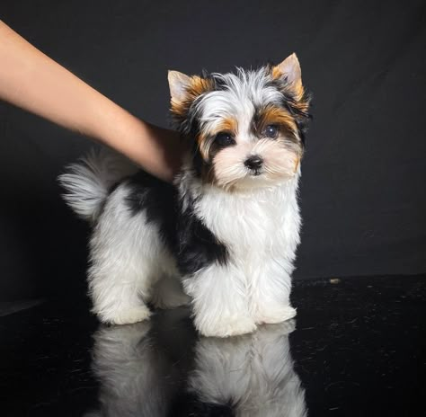 Biewer Terrier, Biewer Yorkie, Perro Shih Tzu, Show Homes, Morkie Puppies, A Lot Of Hair, Puppy Grooming, Yorkie Terrier, Yorkie Dogs