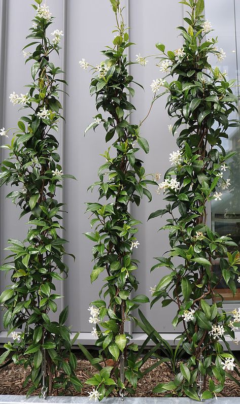 Evergreen Climbing Plants, Trachelospermum Jasminoides, Garden Wall Designs, Jasmine Plant, Star Jasmine, Walled Garden, Outdoor Gardens Design, Native Garden, Backyard Garden Design