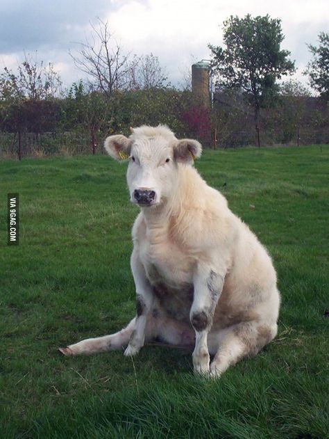 This cow was just sitting there and looking at me... Pet Cows, Fluffy Cows, Cow Pictures, Baby Cows, Pretty Animals, Silly Animals, Fluffy Animals, Cute Animal Photos