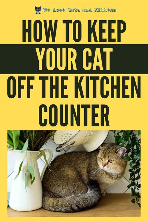 Cat Proof Kitchen, Keep Cats Off Counter, Cat Eating Area, How To Keep Cats Off Counters, Keeping Cats Off Counters, Cat Owner Hacks, Catio Ideas, Senior Cat Care, Cat Health Problems