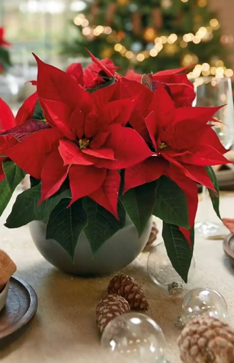 Flowers For Christmas, Merry Christmas Everyone, Christmas Flowers, Art Christmas, Poinsettia, Christmas Is, Time Of The Year, The Year, Merry Christmas