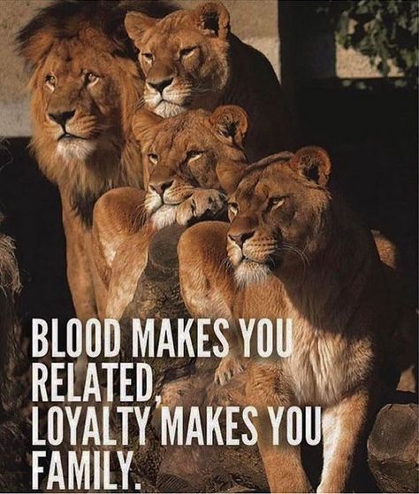 If we're blood and you're not LOYAL, you're not my family!💯💯💯 Mentor Of The Billion, Lioness Quotes, Big Cat Family, Lion Quotes, Lion And Lioness, Lion Love, Lion Pride, Lion Pictures, Warrior Quotes