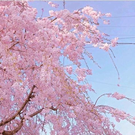 Aesthetic Sakura, Japan Vibes, Water Aesthetic, Coquette Pink, Sakura Flower, Nothing But Flowers, Japan Aesthetic, Aesthetic Japan, Japanese Aesthetic