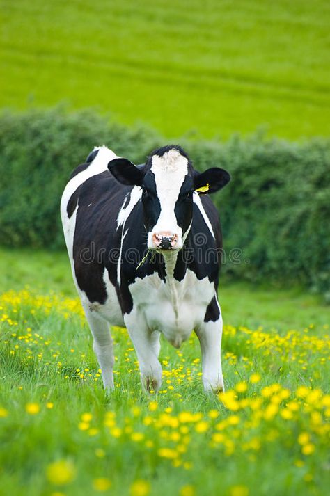 Suffolk Sheep, Holstein Cow, Giant Animals, Holstein Cows, Dairy Cattle, Animal Symbolism, Dairy Queen, Animal Illustrations, Dairy Cows