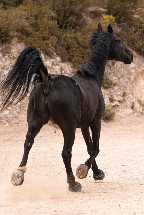 Sky was barefoot for almost a year, but was a little sensitive when hiking out on harder trails. A full set of Trek boots has made a big difference! Thank you to @laiafernandez_photography for sharing photos & your experience with us 💕 #cavallohoofboots #hoofboots #barefoothorses #barefoothorse #horsesinspain #healthyhorses #awesomehorses Horses Mating Equestrian, Horses Anatomy, Big Horse Breeds, Horse Mate, Hoof Boots, Female Horse, Horse Reference, Healthy Horses, Horse Anatomy