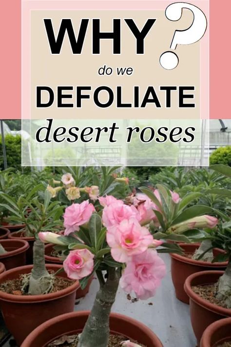 Adenium Care, Dessert Rose Plant, Desert Rose Care, Adenium Bonsai, Potted Plants Patio, Dessert Rose, Bonsai Diy, Rose Plant Care, Texas Plants