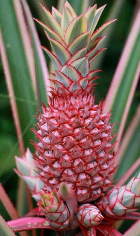 fruit with small offsets on a pink pineapple plant Pineapple Tree, Pineapple Plant, Growing Pineapple, Pineapple Planting, Healthy Nutrition Plan, Pineapple Top, Fruit Picture, Brown Spots Removal, Pineapple Fruit