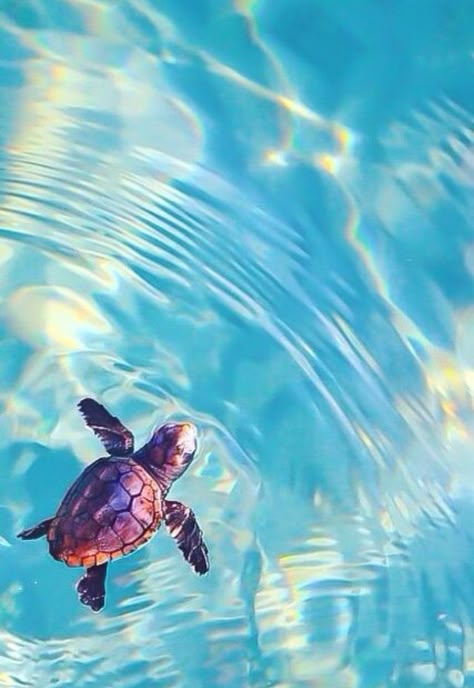 Tortuga En el Agua. Sea Turtle Pictures, Turtle Wallpaper, I Like Turtles, Baby Sea Turtles, Baby Sea Turtle, Turtle Love, Cute Turtles, Baby Turtles, A Turtle