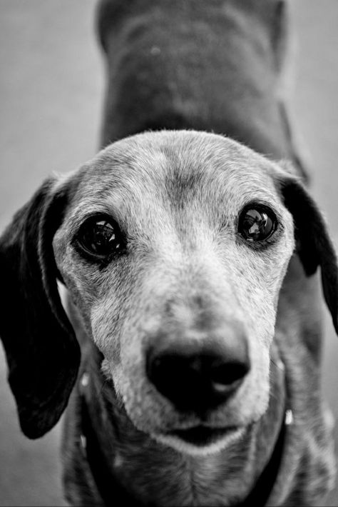 Daschund Photoshoot, Dachshund Photoshoot, Dog Photoshoot Pet Photography, Dachshund Training, Memorial Ideas, Dapple Dachshund, Dog Photoshoot, Pet Photos, Black And White Dog