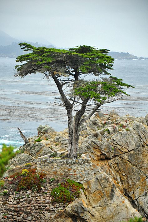 Photos Of Trees, Pebble Beach California, Lone Cypress, Sea Scapes, Carmel Ca, Cypress Trees, Saint Augustine, Pebble Beach, Beach California