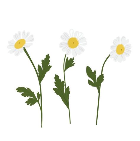 Daisy Flower Illustration, Flowers Daisies, Background Background, Flower Illustration, Spring Green, Vector Stock, Illustration Vector, Green Flowers, Daisy Flower