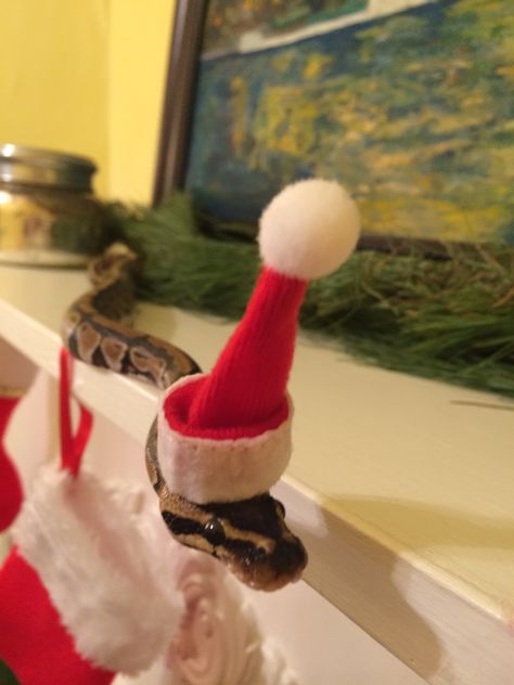 Snake With Hat, Snake In A Hat, Cute Snakes With Hats, Cute Ball Pythons With Hats, Snake Wearing Hat, Snakes Wearing Hats, Snakes In Sweaters, Snakes With Hats, Snake Photos