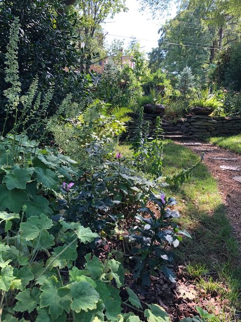 Native Plant Gardens: How to Start Doug Tallamy, Your Time Is Limited, Shade Landscaping, Long Blooming Perennials, Natural Landscaping, Virginia Creeper, Native Plant Gardening, Small Nurseries, Native Garden