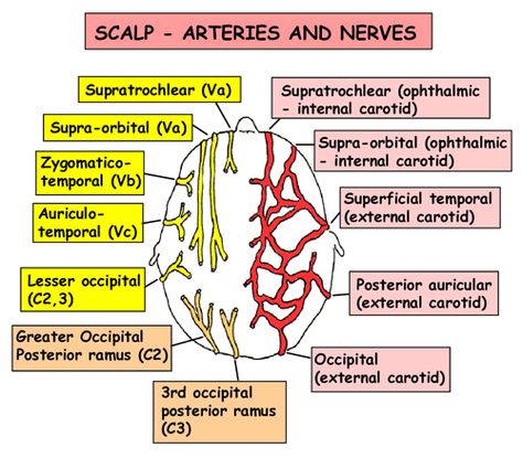 Instant Anatomy - Head and Neck - Vessels - Arteries - Scalp Scalp Anatomy Notes, Scalp Anatomy, Anatomy Of The Body, Medicine Anatomy, Anatomy Head, Medical Assistant Student, Medicine Notes, Dental Anatomy, Facial Anatomy